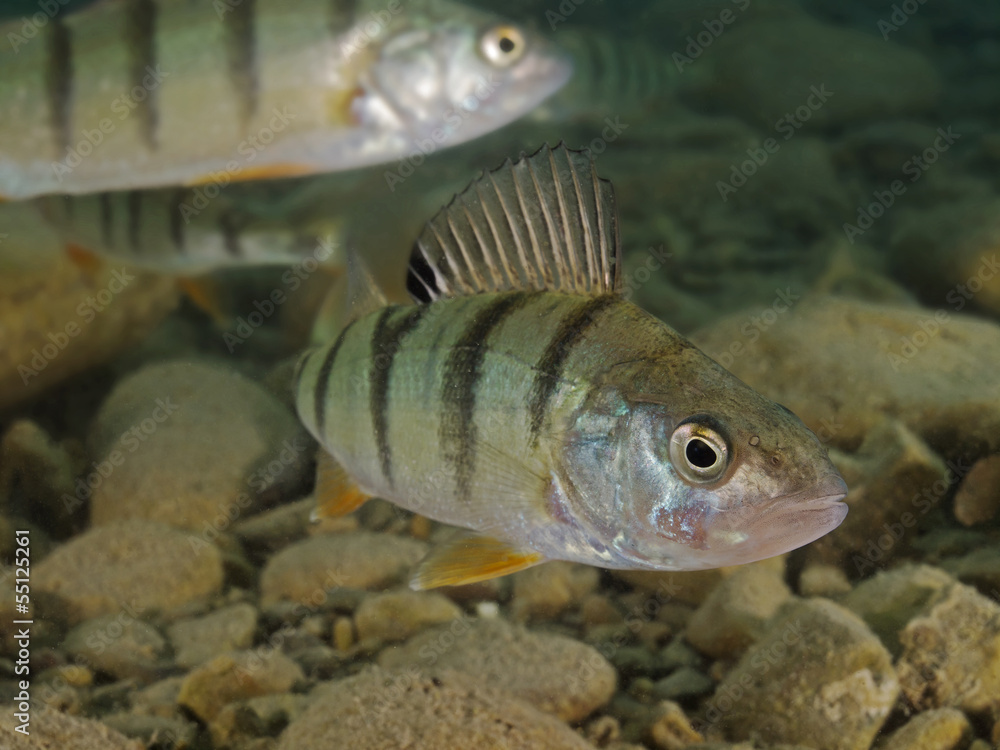 Perch, Flussbarsch (Perca fluviatilis) Perch, Flussbarsch (Perca fluviatilis)