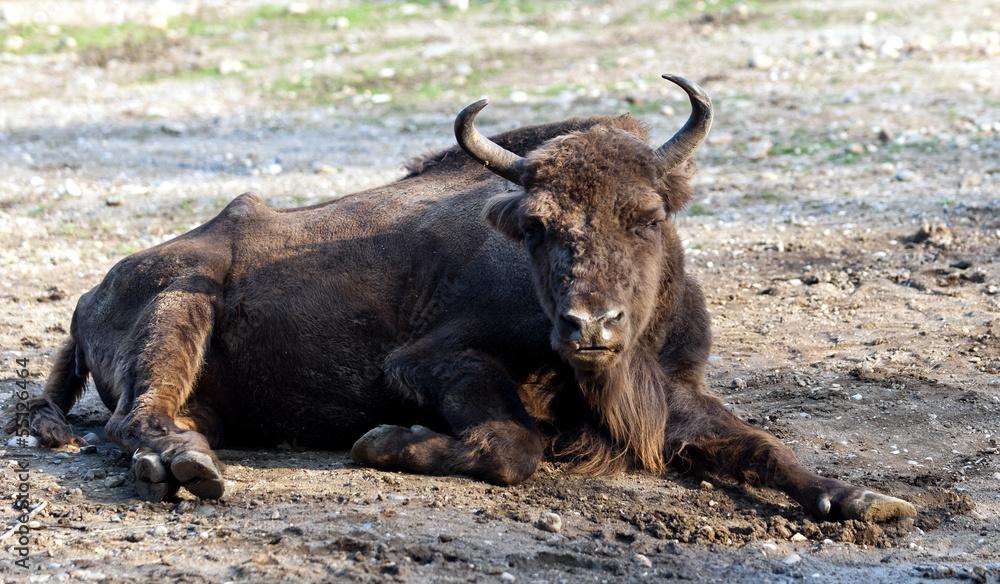 custom made wallpaper toronto digitalEuropean bison