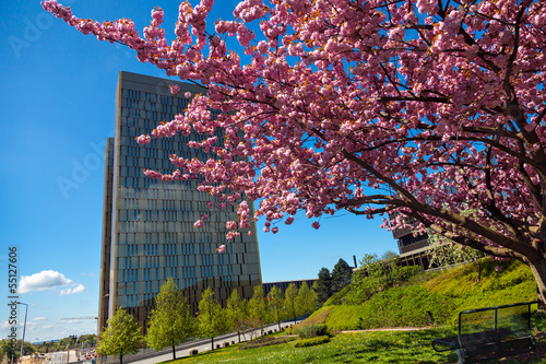 Blossom Tree on Kirchberg