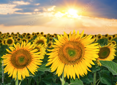 Fototapeta Naklejka Na Ścianę i Meble -  Sunset over the field of sunflowers