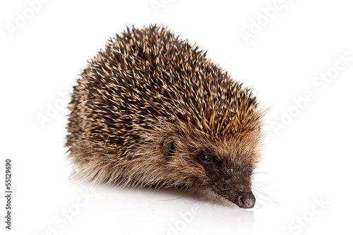 hedgehog isolated.