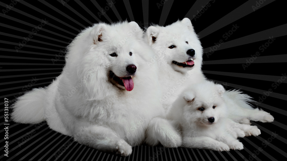 Samoyed dog  family