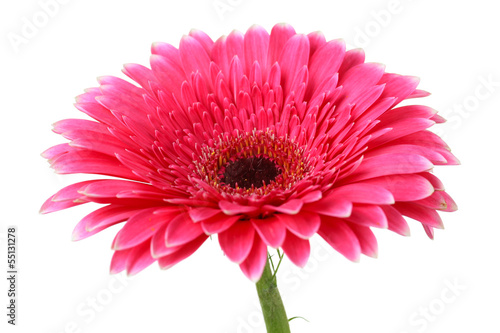 Fototapeta Naklejka Na Ścianę i Meble -  Beautiful pink gerbera flower isolated on white