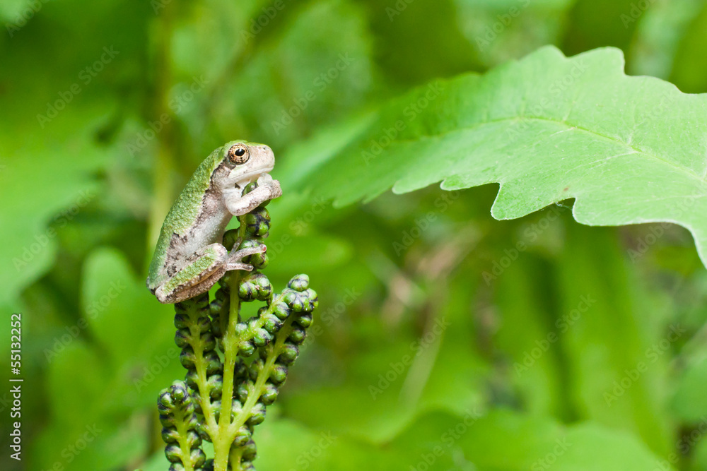 Naklejka premium Gray Treefrog Metamorph