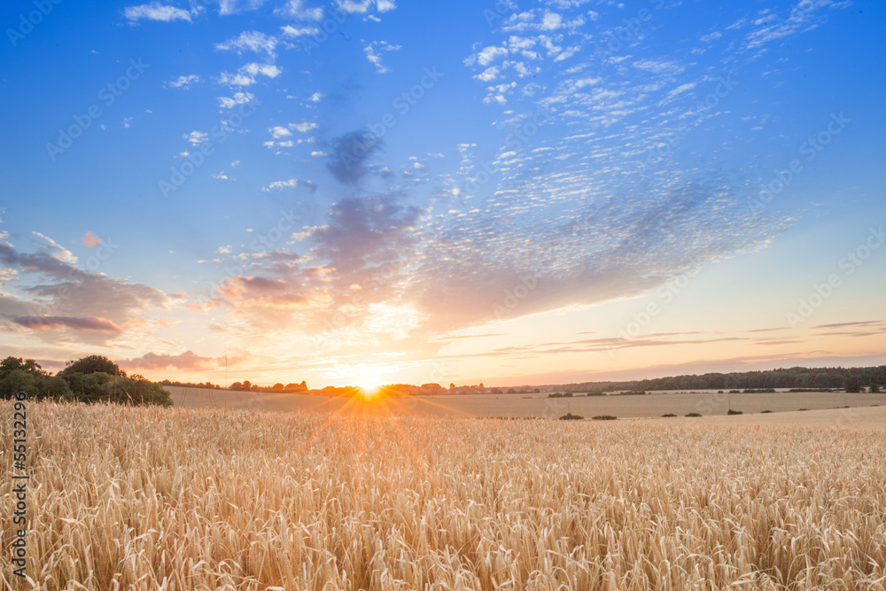 sunrise among a wheat fields in the summer uk