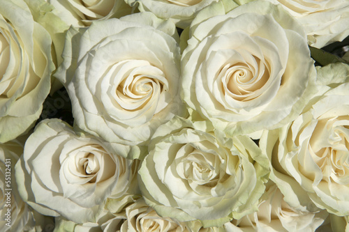 Vendela Ivory Rose as a background photo