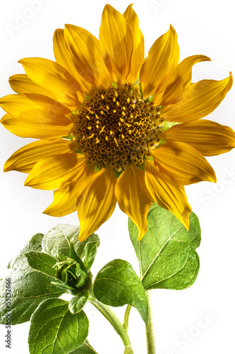 Fototapeta Naklejka Na Ścianę i Meble -  sunflower on a white background