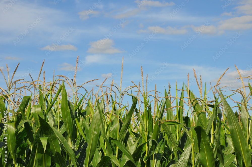 Fototapeta premium Petits nuages au-dessus du maïs