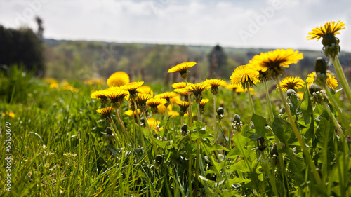 Dandelion in a field