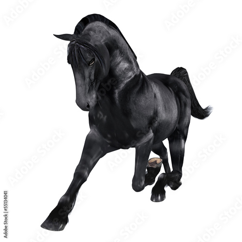 Black horse