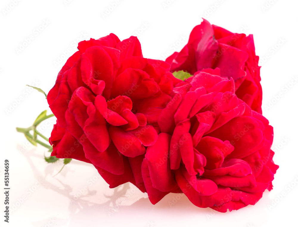 rose rose