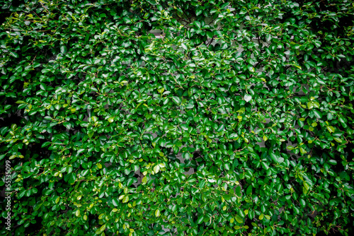 Green leaves wall background