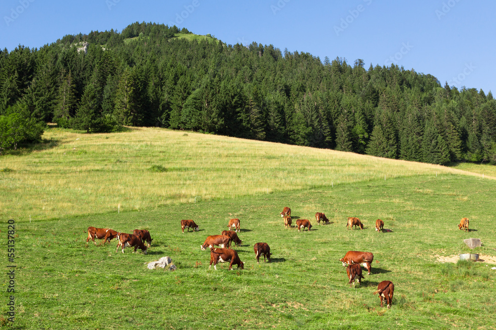 Naklejka premium Cows wearing bells are grazing in a beautiful green meadow in t