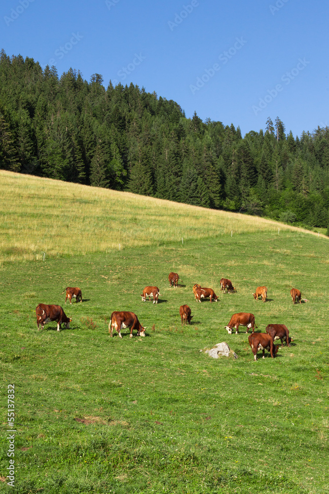 Naklejka premium Cows wearing bells are grazing in a beautiful green meadow in t