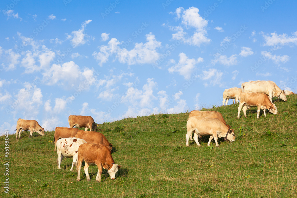 Cows wearing bells are grazing in a beautiful green meadow in t Cows wearing bells are grazing in a beautiful green meadow in t