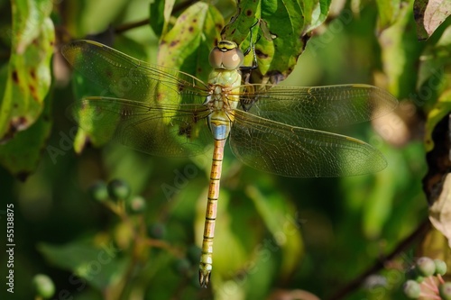 Anax ephippiger