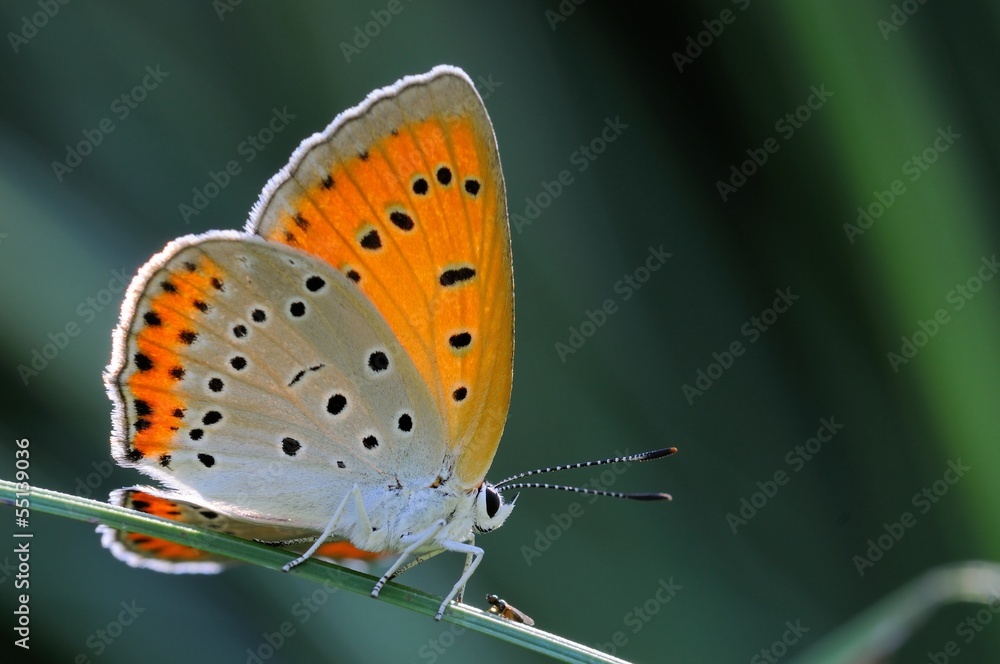 Obraz premium Lycaena dispar