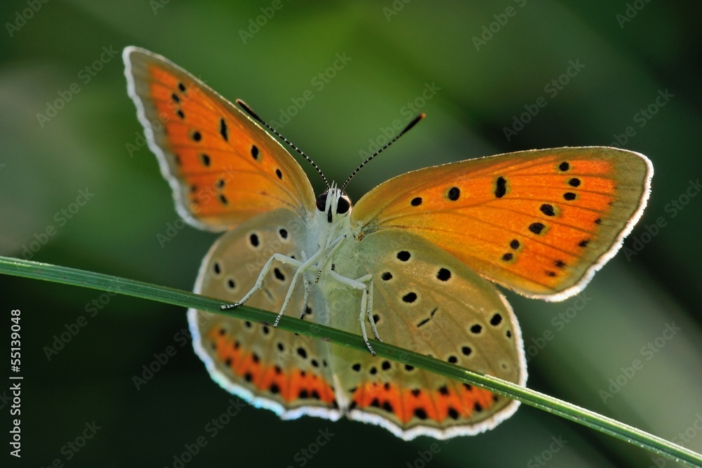 Naklejka premium Lycaena dispar