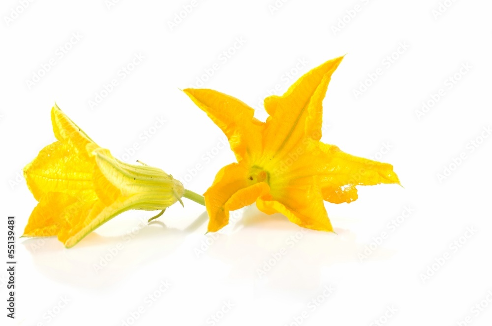 Fototapeta premium Fleur de courgette