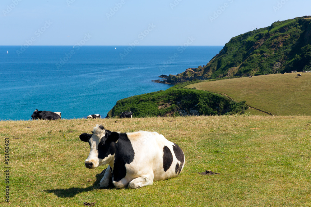 Cow and Cornish coast view Cornwall England UK