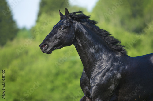 Black horse runs gallop in summer, portrait in motion © Viktoria Makarova