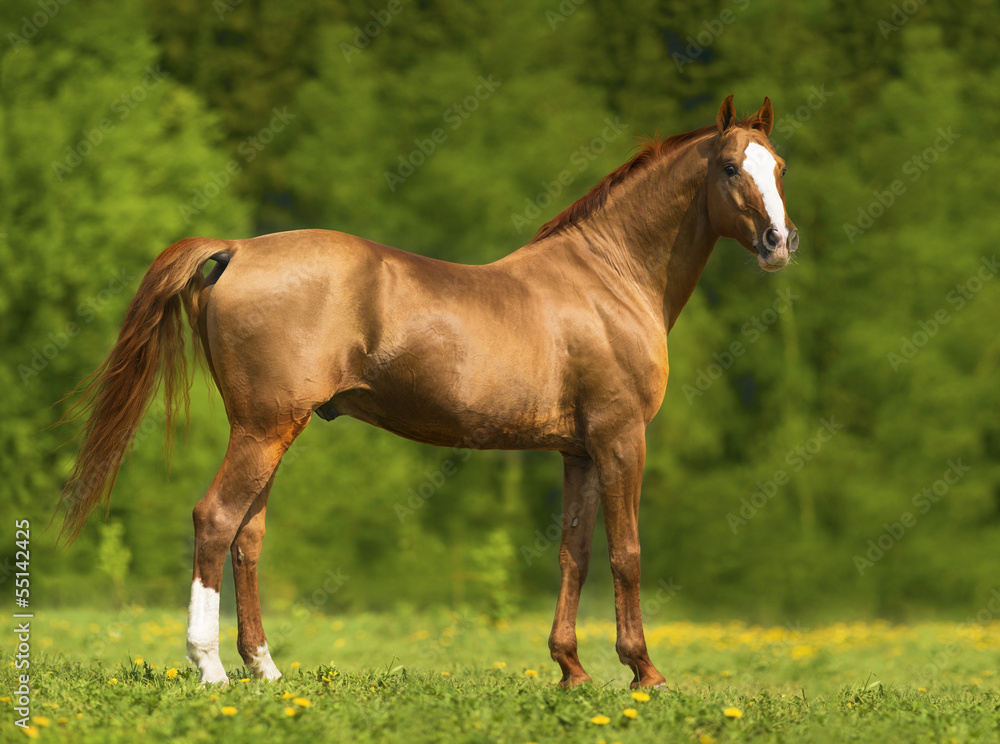 Portrait of the golden Don horse in summer Portrait of the golden Don horse in summer