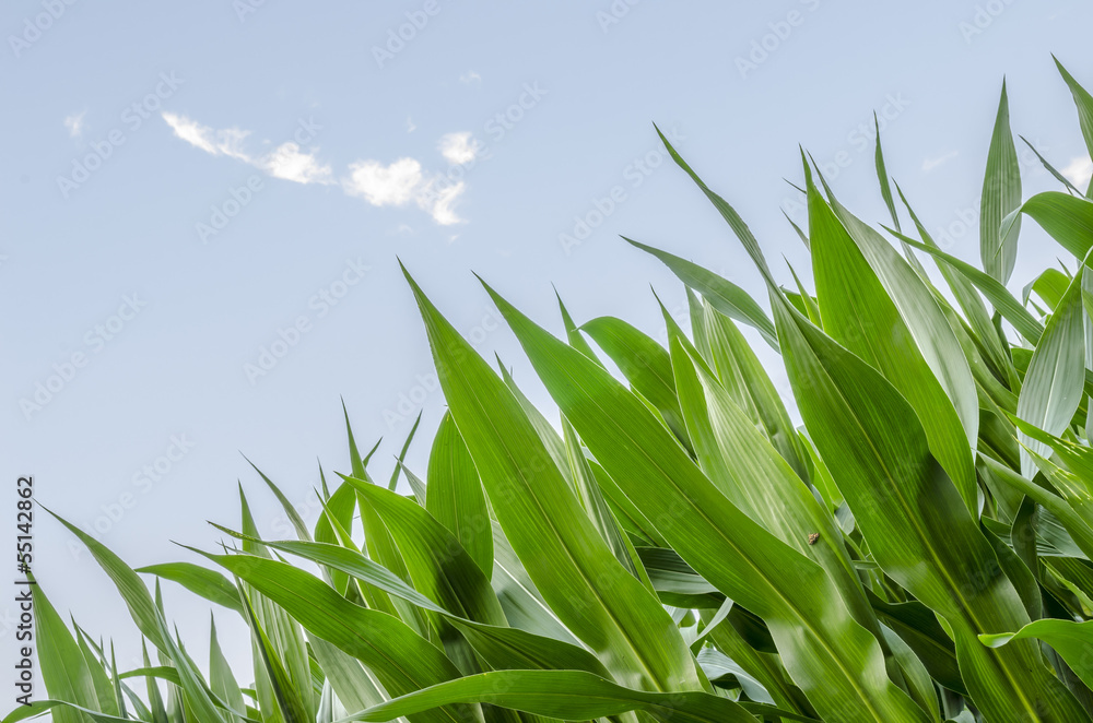 Fototapeta premium Corn field detail