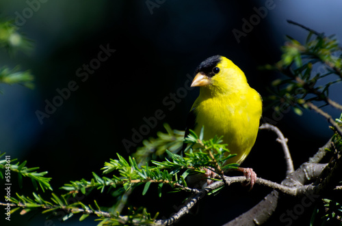 American Goldfinch Perched on a Branch