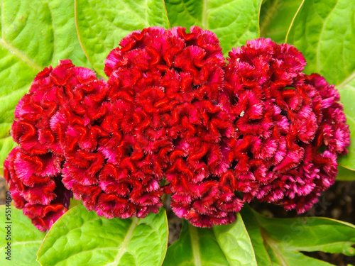 Red cockscomb flower close up photo