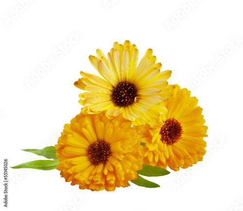 Marigold flower isolated on a white background