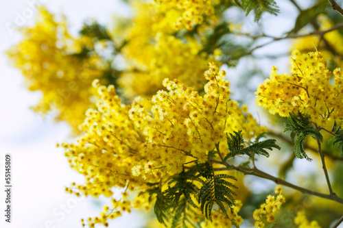 Blossoming spring Acacia © JackF