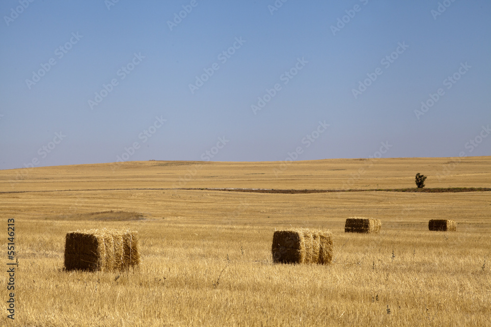 Hay bales in the fields