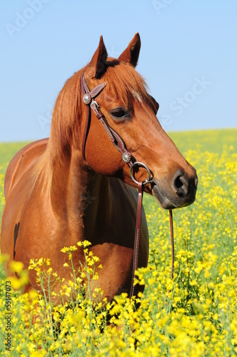 Quarter Horse Stute © lichtreflexe