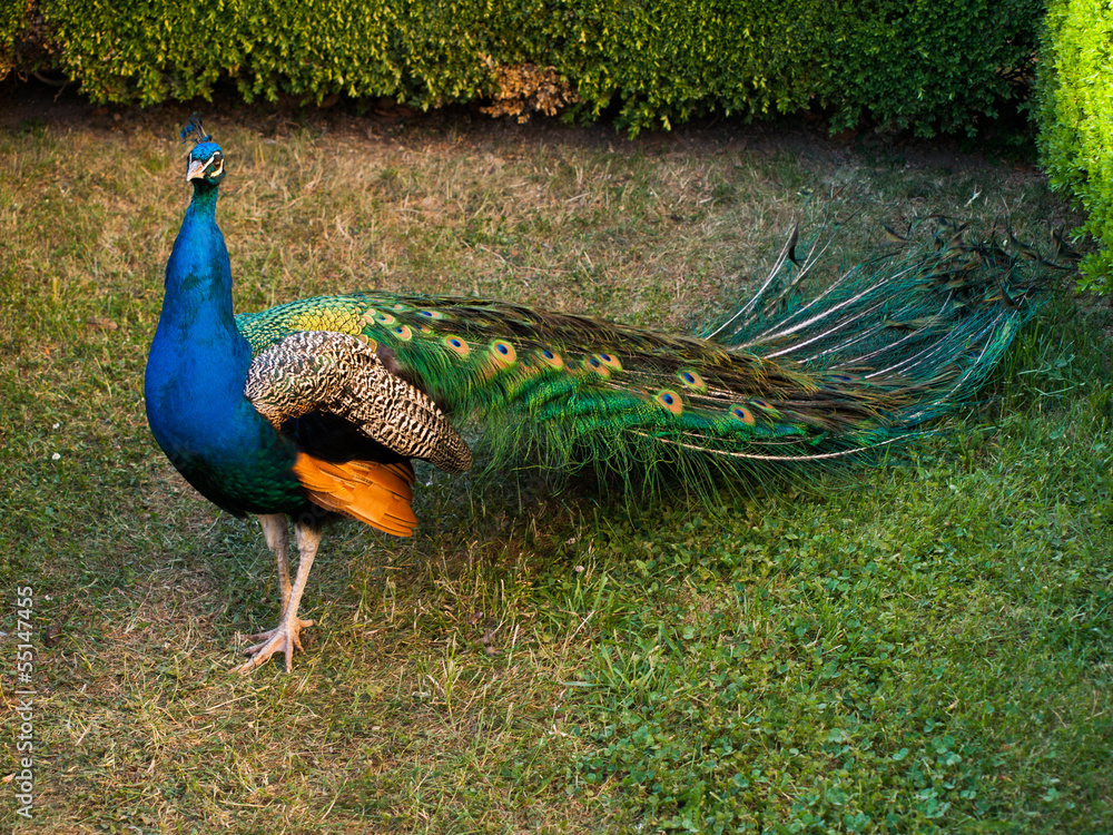 Obraz premium Peacock