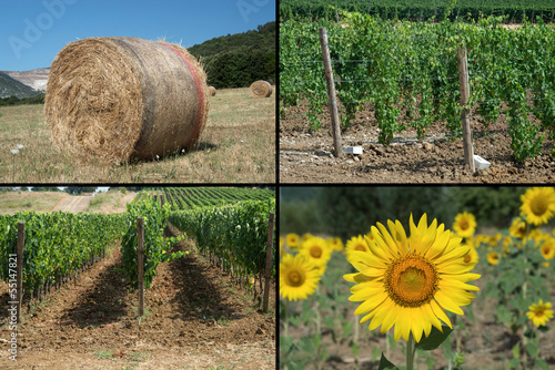 Estate - Toscana photo