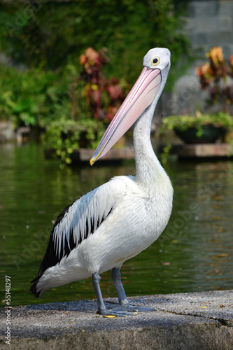 white pelicans © fajrulisme