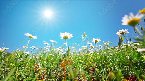 chamomile flowers