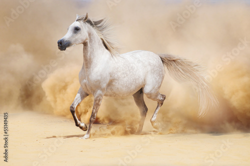 arab stallion in desert © loya_ya