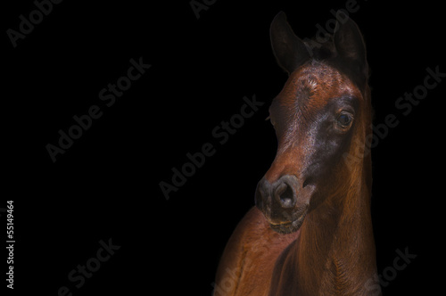 Obraz na płótnie Arabian foal on a black background w salonie