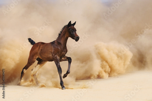 Arabian foal running out of the Desert Storm #55149471