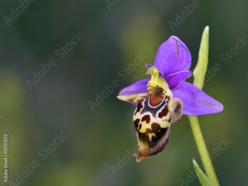 Ophrys heldreichii, Crete photo