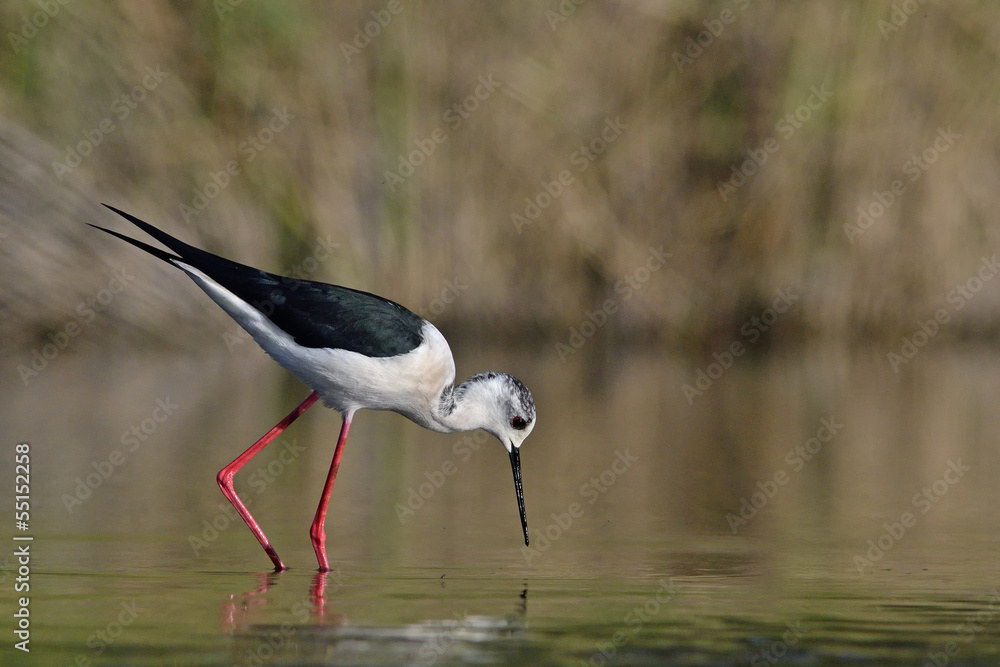 Fototapeta premium Black-winged Stilt - Himantopus himantopus, Crete