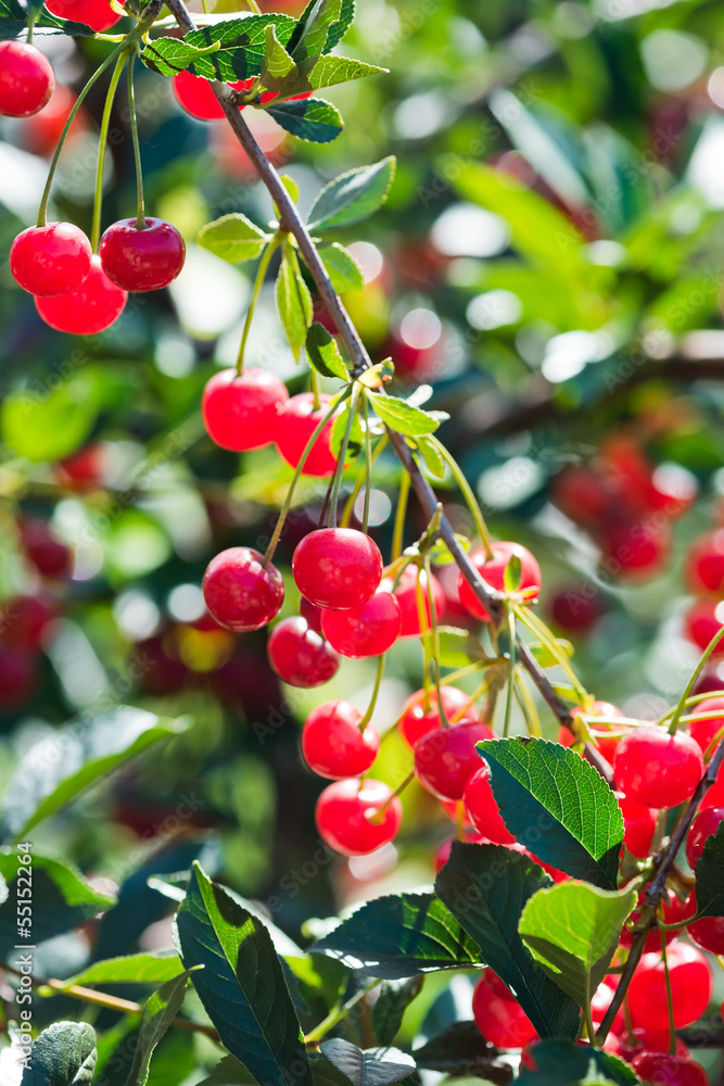 Obraz premium Cherries hanging on a cherry tree branch