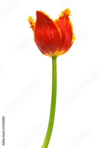 Beautiful tulip