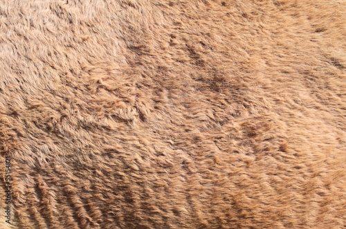 Camel skin surface