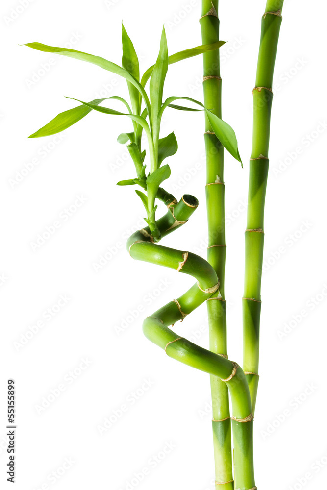 Naklejka premium bamboo - three stalks