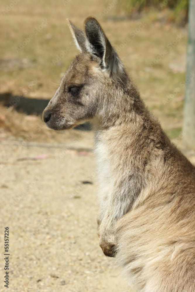 Graues Riesenkänguru, Jungtier, Tasmanien, Australien