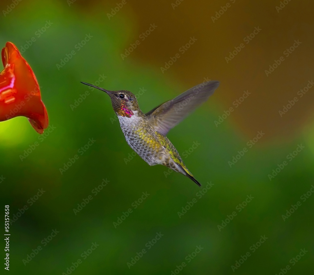 Fototapeta premium Hummingbird flying towards feeder