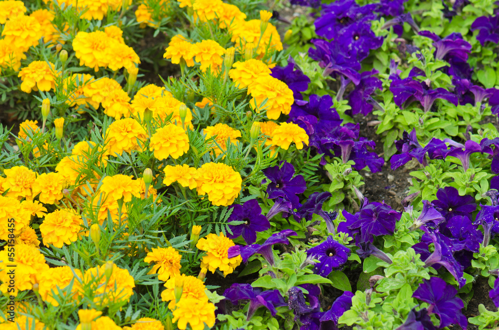 Background of multicolored flowers in summer