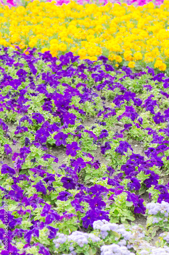 Background of multicolored flowers